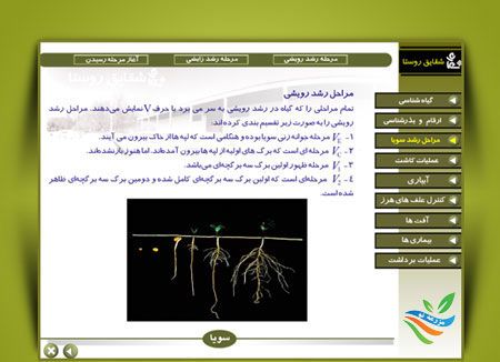 کاشت تا برداشت سویا