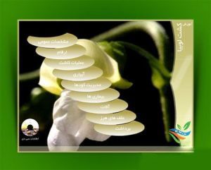 برنامه آموزشی ۰ تا ۱۰۰ کاشت تا برداشت لوبیا