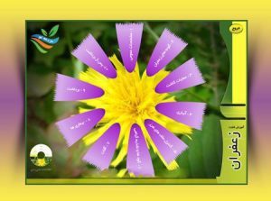 نرم افزار آموزش ۰ تا ۱۰۰ کاشت و پرورش زعفران