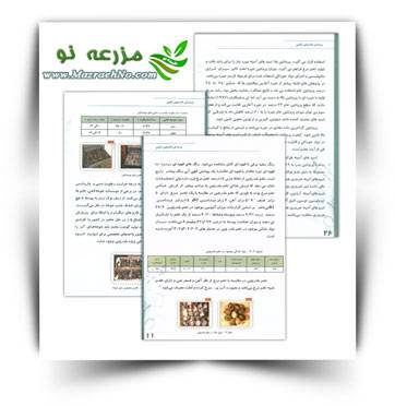 پرورش بلدرچین ژاپنی