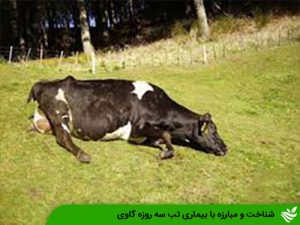 شناخت و مبارزه با بیماری تب سه روزه گاوی