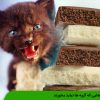 غذاهایی که گربه ها نباید بخورند