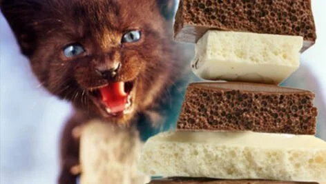 غذاهایی که گربه ها نباید بخورند
