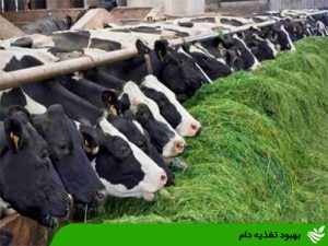 بهبود تغذیه دام