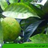 شپشک قهوه ای مرکبات را بشناسیم