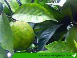 شپشک قهوه ای مرکبات را بشناسیم
