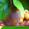 شناسایی و کنترل کنه زنگ مرکبات
