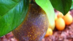 شناسایی و کنترل کنه زنگ مرکبات