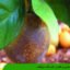 شناسایی و کنترل کنه زنگ مرکبات