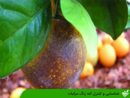 شناسایی و کنترل کنه زنگ مرکبات