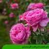 راهنمای کاشت تا برداشت گل محمدی