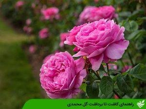 راهنمای کاشت تا برداشت گل محمدی