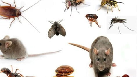 آفات انباری و مشکلات ناشی از کنترل شیمیایی آنها