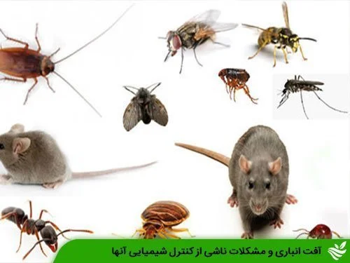 آفات انباری و مشکلات ناشی از کنترل شیمیایی آنها