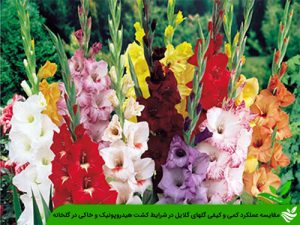 مقایسه عملکرد کمی و کیفی گلهای گلایل در شرایط کشت هیدروپونیک و خاکی در گلخانه