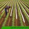 دستور العمل اصلاح شیوه کشت غلات پاییزه
