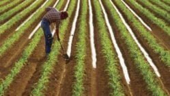 دستور العمل اصلاح شیوه کشت غلات پاییزه