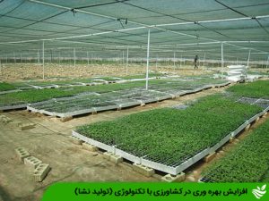 افزایش بهره وری در کشاورزی با تکنولوژی (تولید نشا)