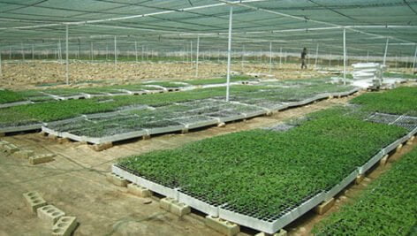 افزایش بهره وری در کشاورزی با تکنولوژی (تولید نشا)