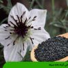 معرفی گیاه دانه سیاه