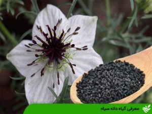 معرفی گیاه دانه سیاه