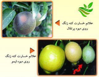 کنه زنگ مرکبات