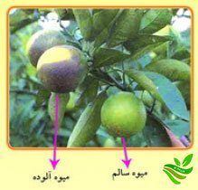 کنه زنگ مرکبات