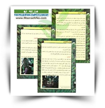 دانلود کتاب آموزش پرورش موز گلخانه ای در مازندران