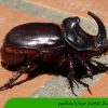 سوسک شاخدار خرما را بشناسیم