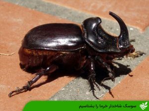 سوسک شاخدار خرما را بشناسیم