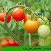 شیوه رساندن گوجه فرنگی های پاییزه