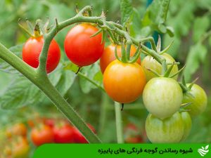 شیوه رساندن گوجه فرنگی های پاییزه