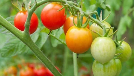 شیوه رساندن گوجه فرنگی های پاییزه