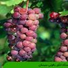 خاستگاه انگور یاقوتی سیستان