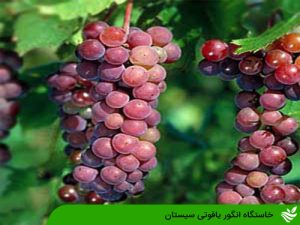 خاستگاه انگور یاقوتی سیستان