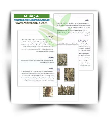 کتاب سورگوم دانه ای