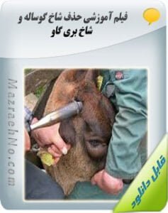 فیلم آموزش حذف شاخ گوساله و شاخ بری گاو