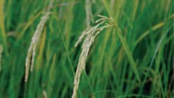 معرفی برنج رقم حسن سرایی