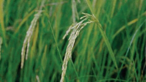 معرفی برنج رقم حسن سرایی