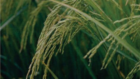 معرفی برنج رقم طارم صدری