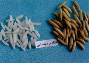 معرفی برنج رقم طارم دیلمانی