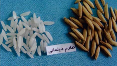 معرفی برنج رقم طارم دیلمانی