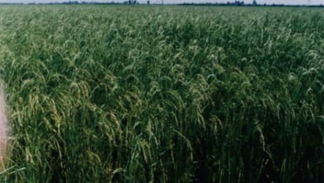 معرفی برنج رقم عنبربو