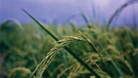 معرفی برنج رقم طارم پاکوتاه