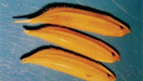 معرفی برنج ارقام فجر و ساحل