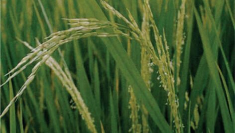 معرفی برنج رقم شفق (لاین ۷۶۰۲)