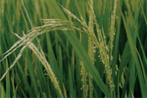 معرفی برنج رقم شفق (لاین ۷۶۰۲)