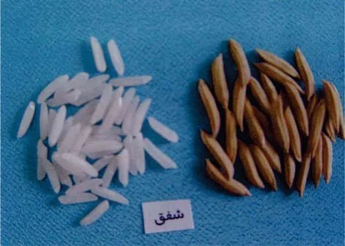 معرفی برنج رقم شفق (لاین ۷۶۰۲)