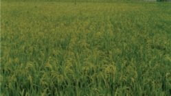 معرفی برنج رقم کادوس (لایه ۷۶۰۴)