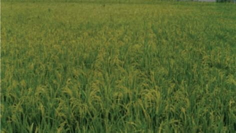 معرفی برنج رقم کادوس (لایه ۷۶۰۴)